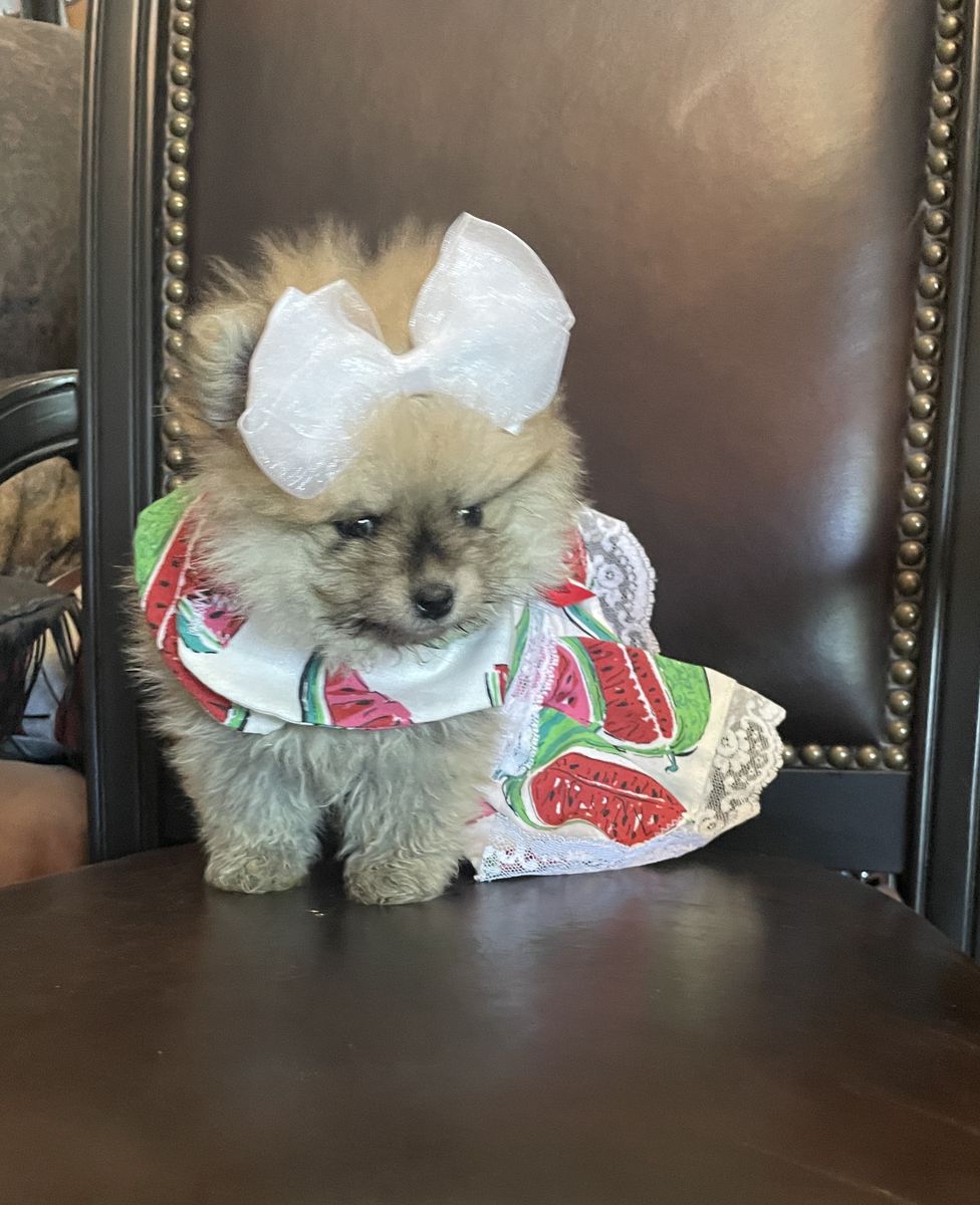 Teeny Tiny AKC bred teacup Pomeranian puppies sale/trade