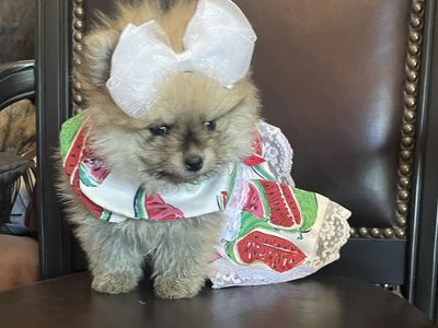 Teeny Tiny AKC bred teacup Pomeranian puppies sale/trade