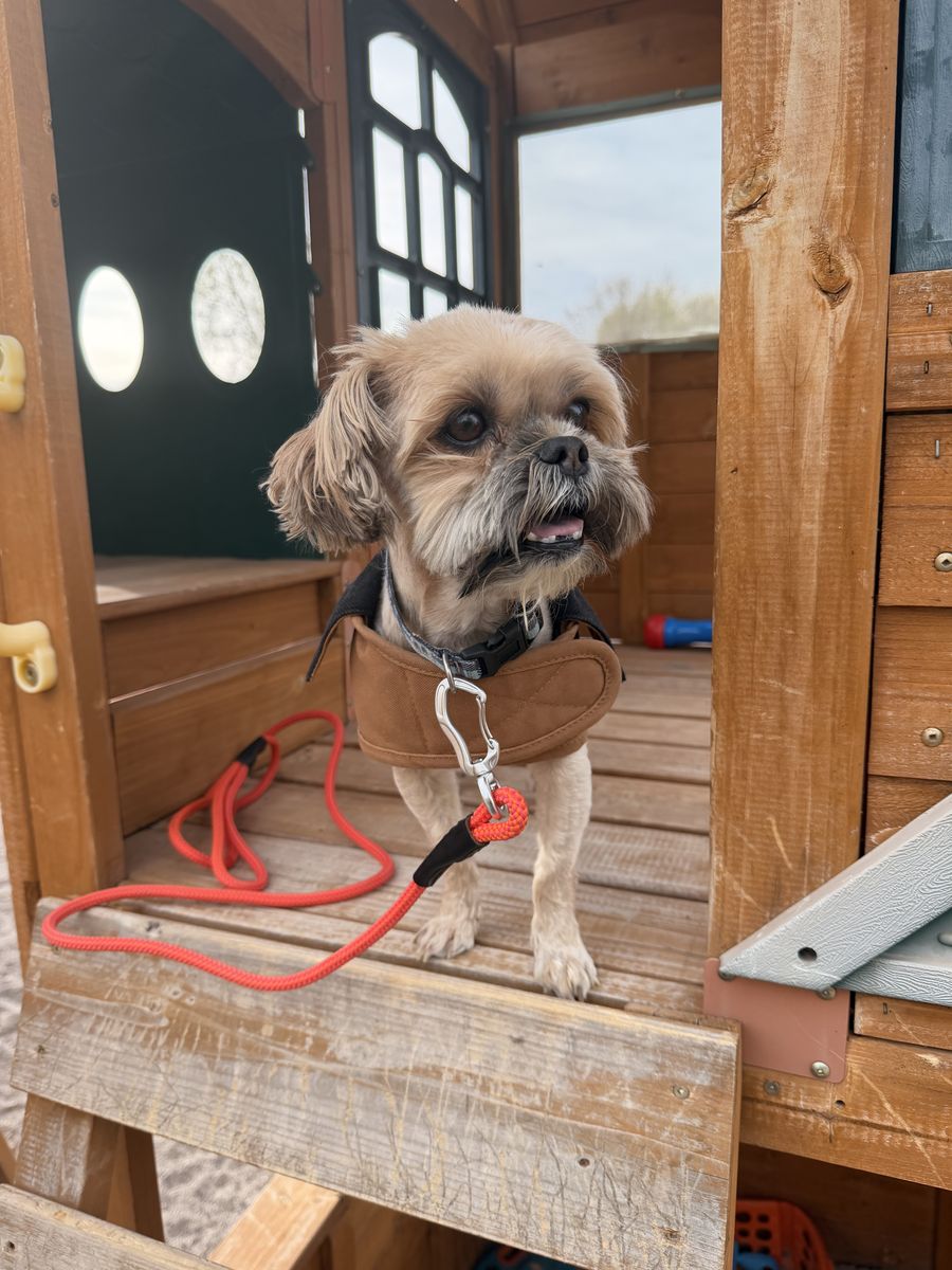 Male Shorkie