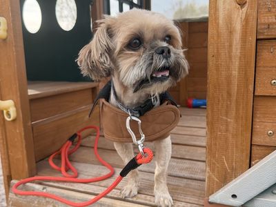 Male Shorkie
