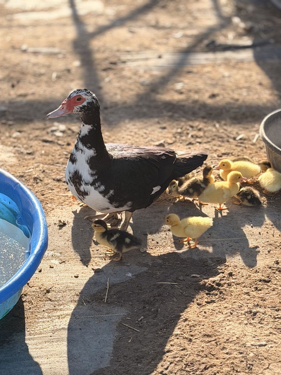 Muscovy  Duckling’s
