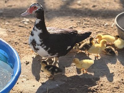 Muscovy Duckling’s
