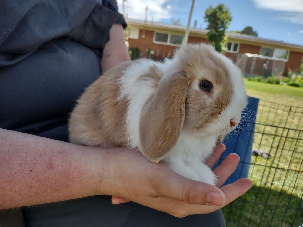 Baby Holland Lop Rabbits