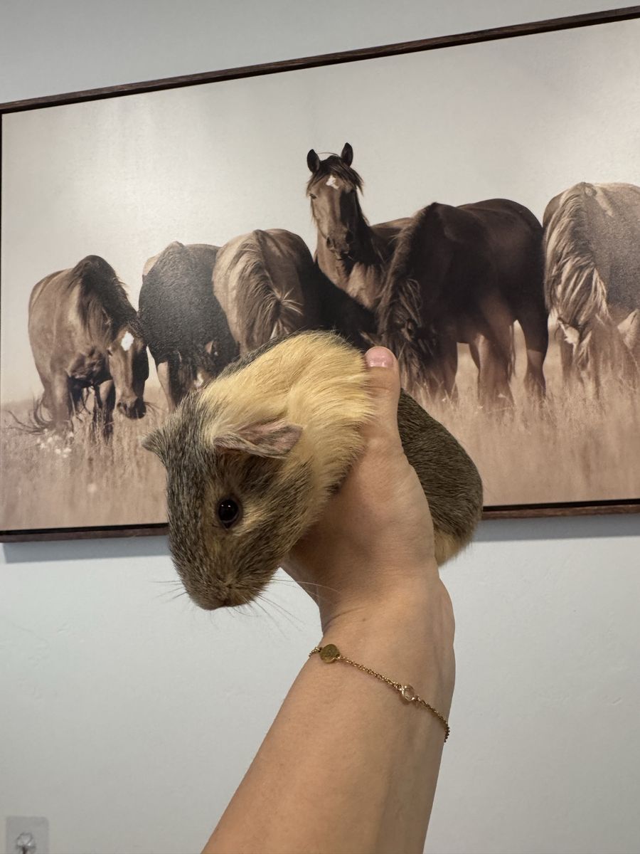 Free guinea pigs and setup
