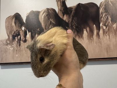 Free guinea pigs and setup