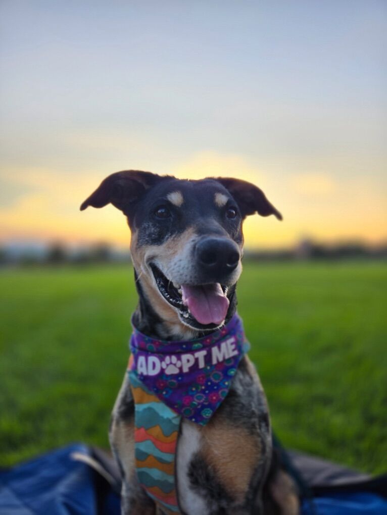 Adopt Lorelai – The Loyal, Low-Maintenance