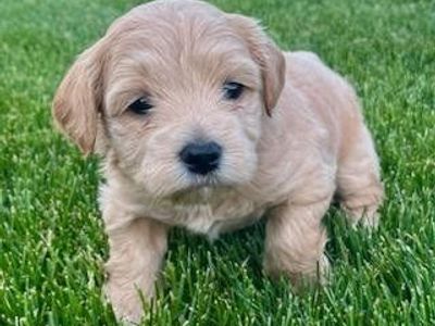 Bichon mini doodle puppies