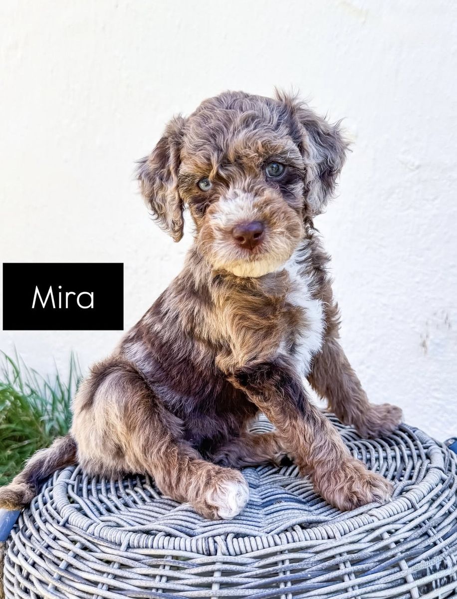 Stunning Golden Mountain Doodle Puppies