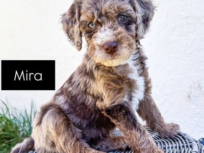 Stunning Golden Mountain Doodle Puppies