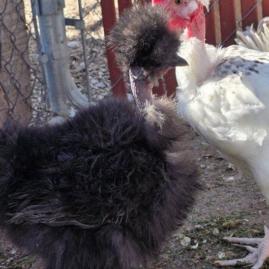 showgirl pullet