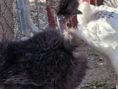showgirl pullet