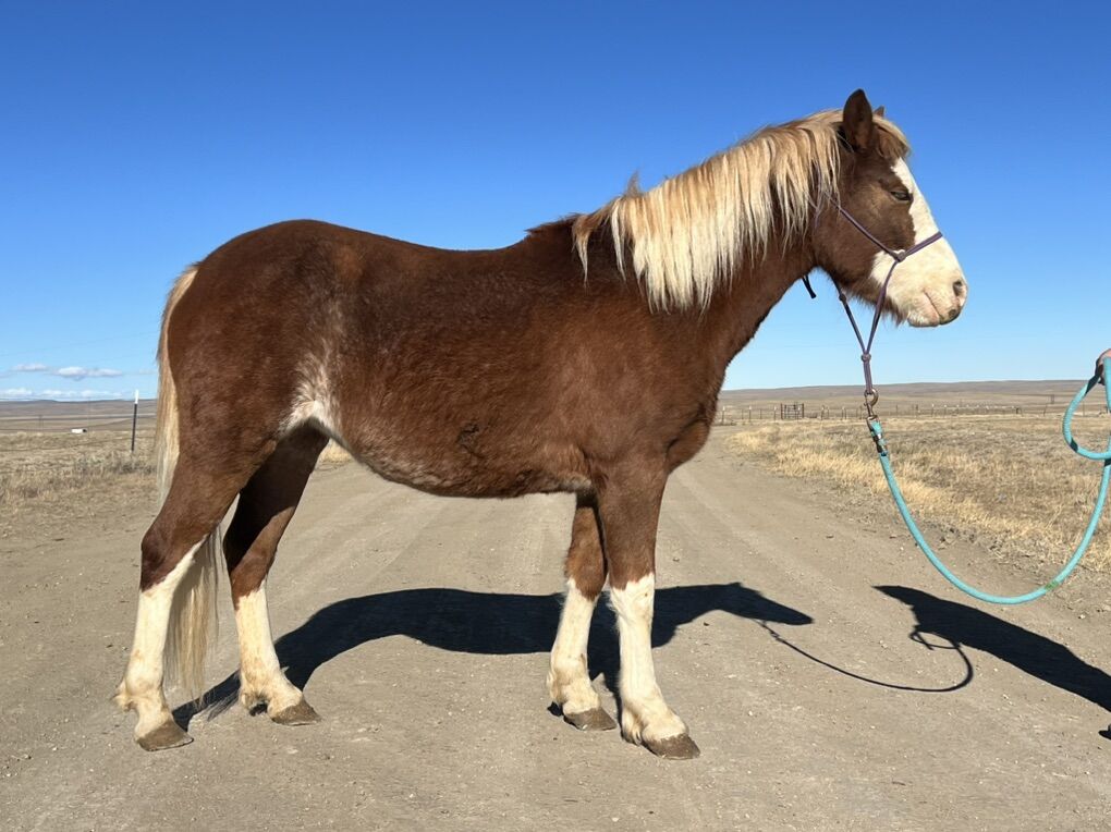 Flashy 1/2 Welsh Pony Mare