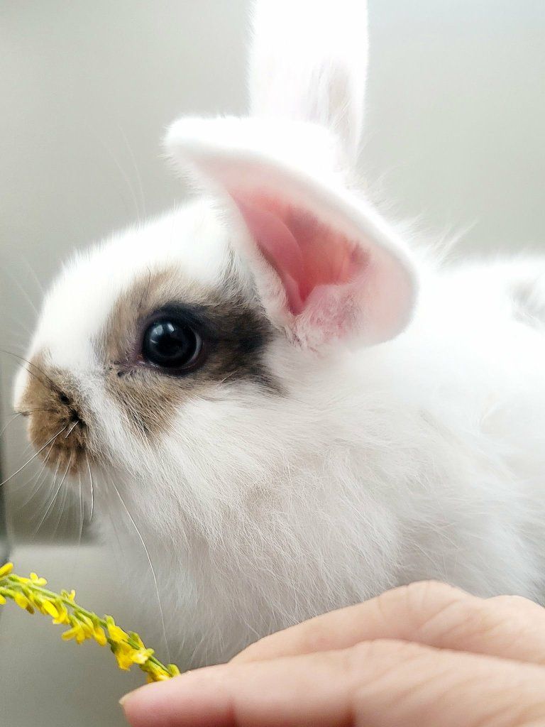 bunnies