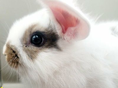 bunnies