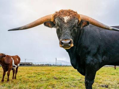 Long Horn Bulls