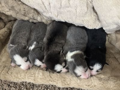 Pomsky puppies
