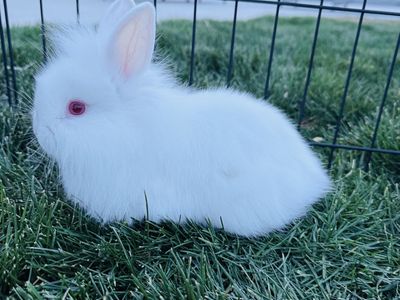 Lionhead mix bunnies