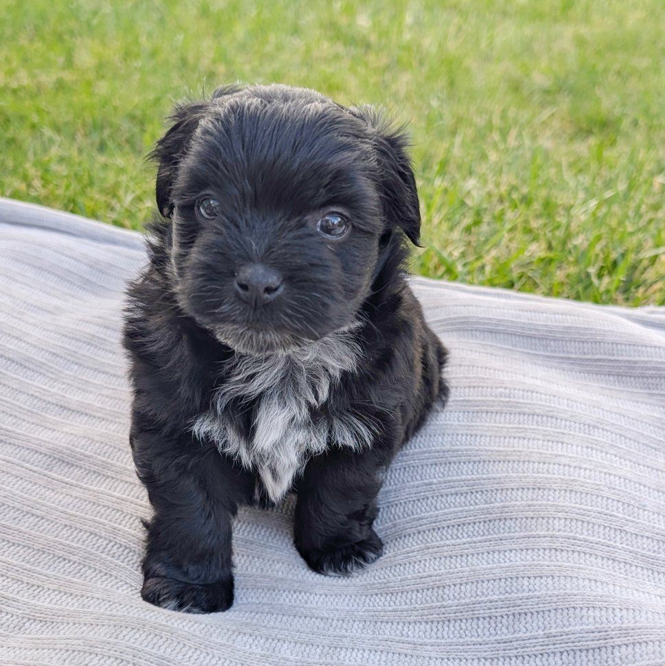 Adorable Pomeranian / Coton de Tulear Mix Puppies