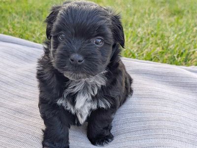 Adorable Pomeranian / Coton de Tulear Mix Puppies