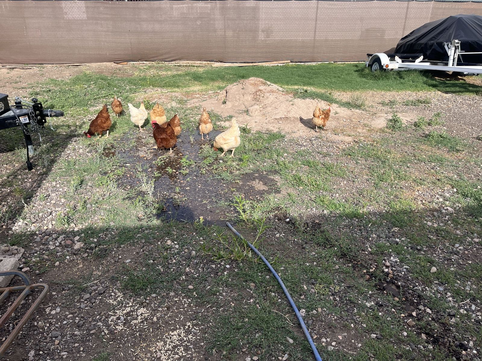Hen chickens