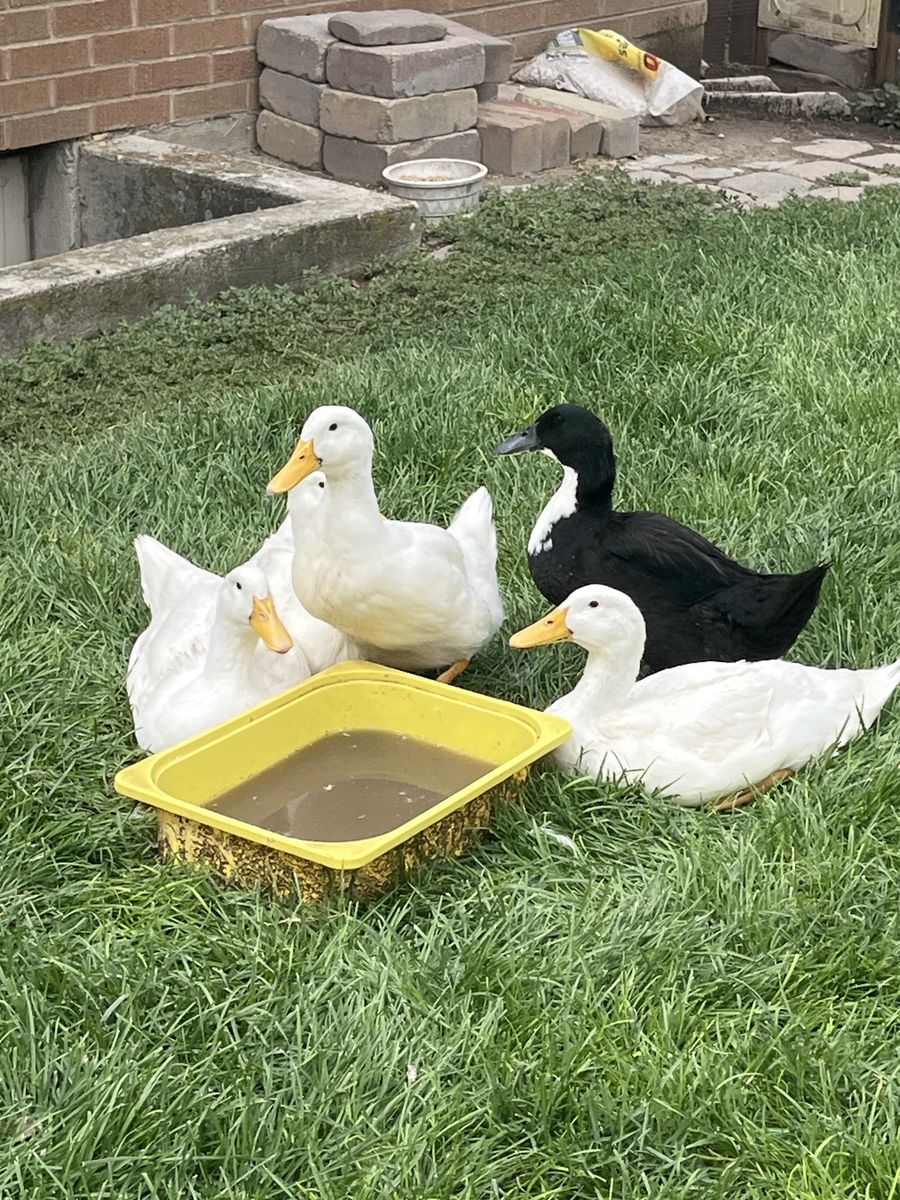 Teenage Ducks Mix Breed 3 Females (white) 1 Male (black)  $10 Each