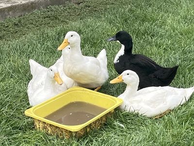 Teenage Ducks Mix Breed 3 Females (white) 1 Male (black) $10 Each