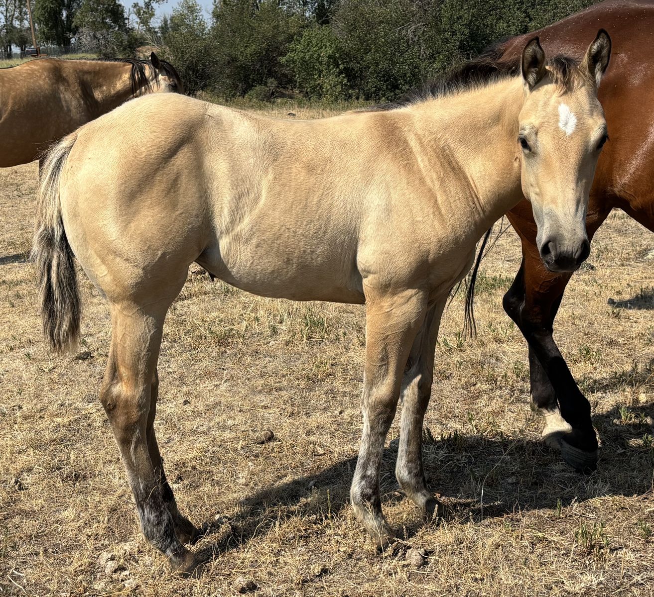 2026 Grade Dunskin Filly "Honeybee"