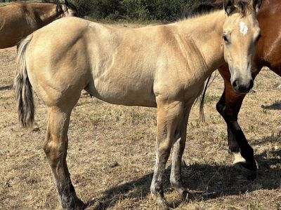 2026 Grade Dunskin Filly "Honeybee"