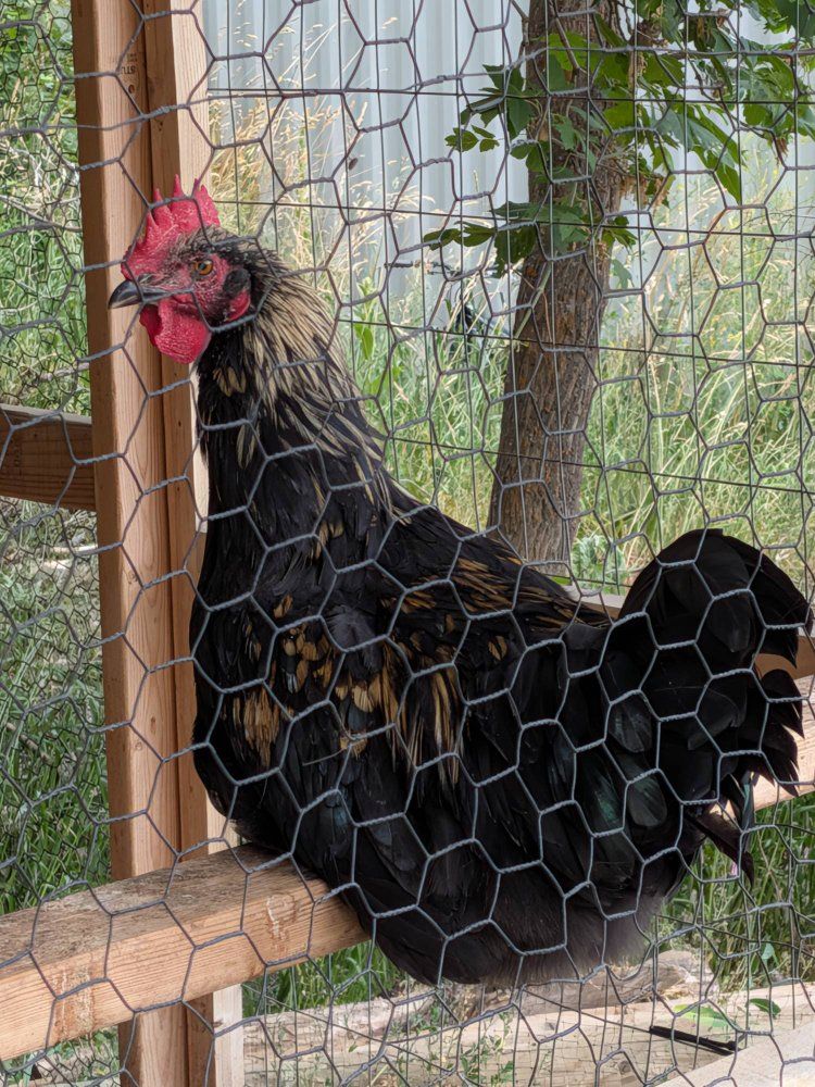 Black and Gold Rooster - Adult Male rooster barnyard mix