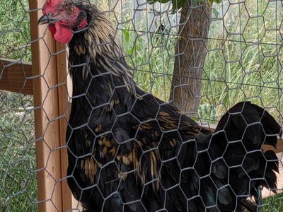Black and Gold Rooster - Adult Male rooster barnyard mix