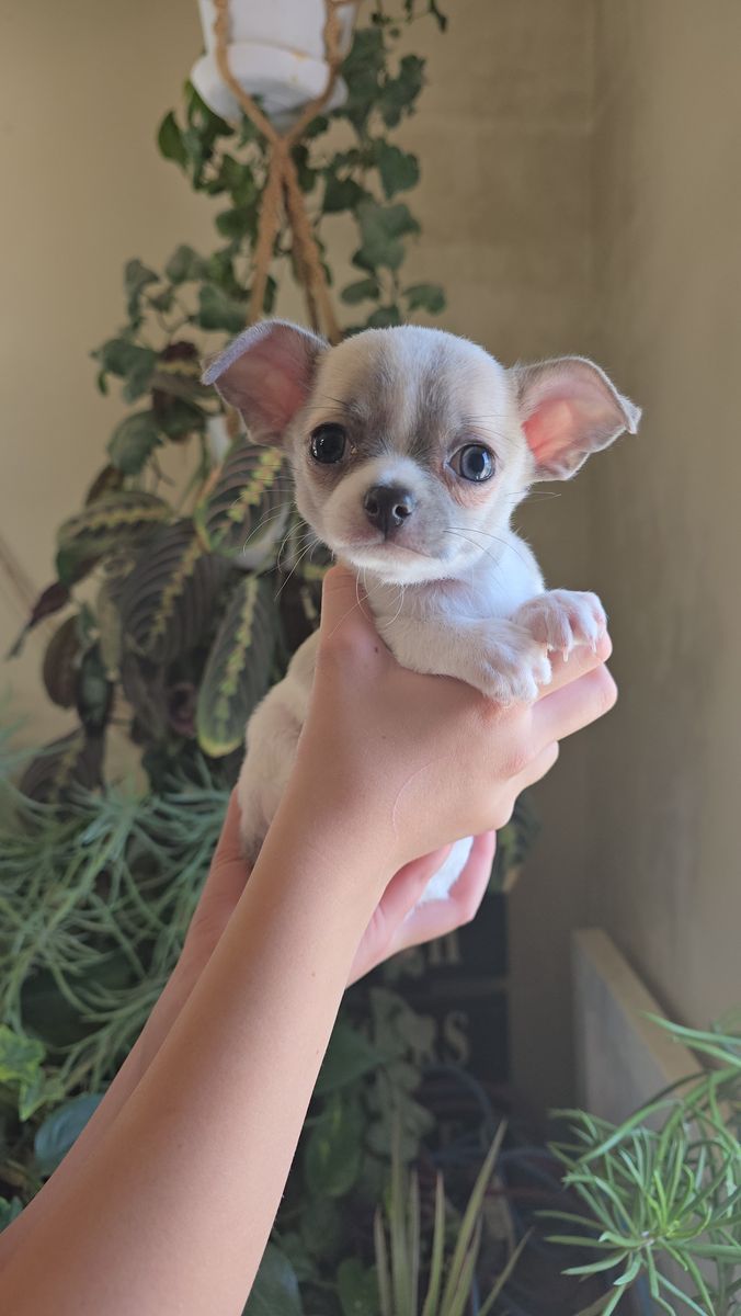 AKC Chihuahua Puppies!! Health tested parents