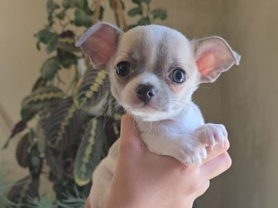 AKC Chihuahua Puppies!! Health tested parents