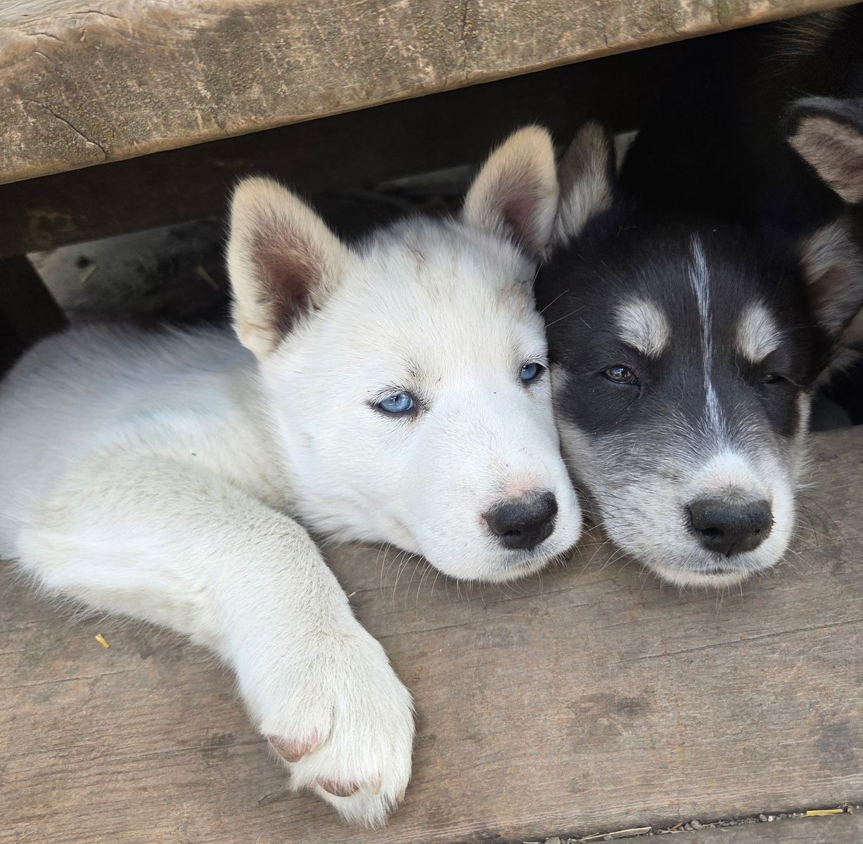 AKC Registered Siberian Husky Puppies - Rare Whites & Classics (Lehi)