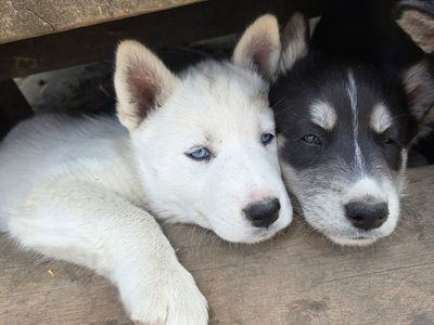 AKC Registered Siberian Husky Puppies - Rare Whites & Classics (Lehi)