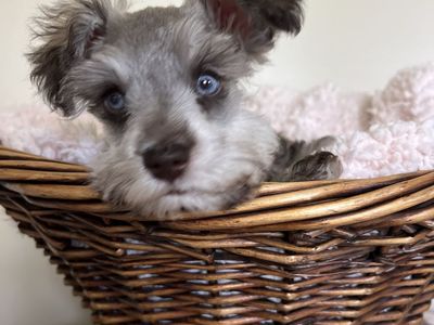 Blue Eyed AKC Mini Schnauzer
