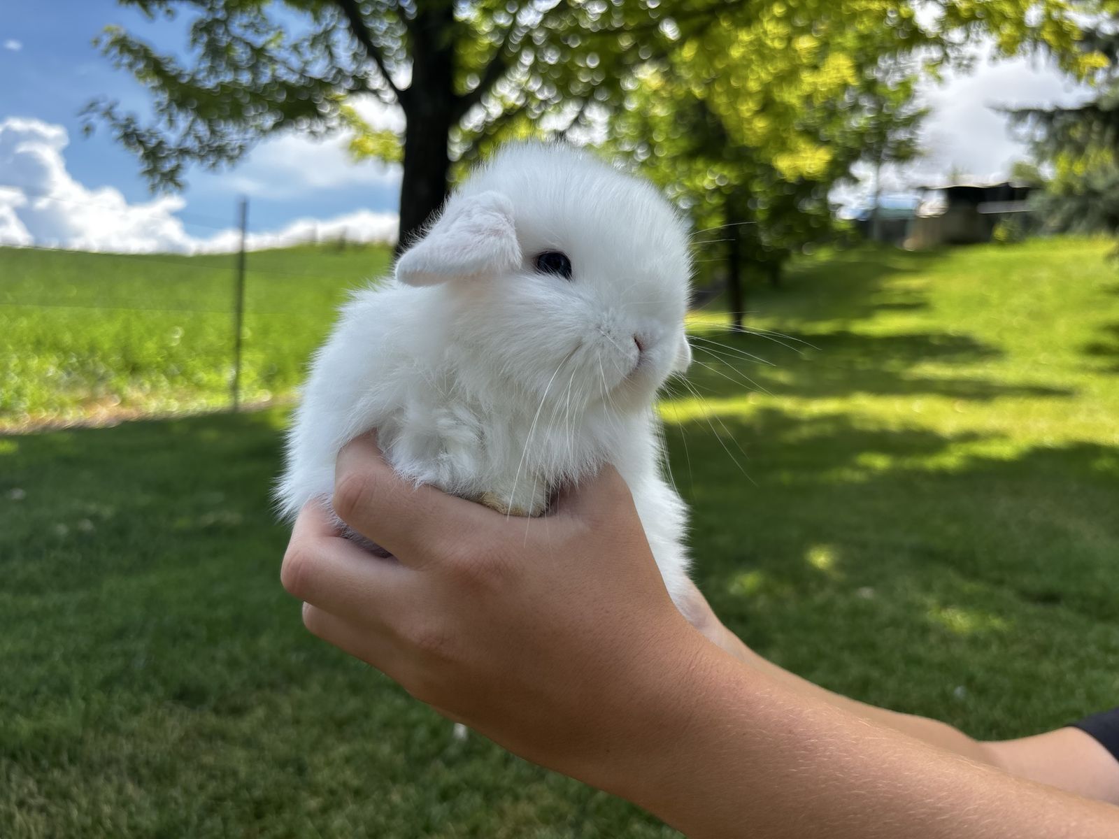 Purebred Holland Lop bunnies