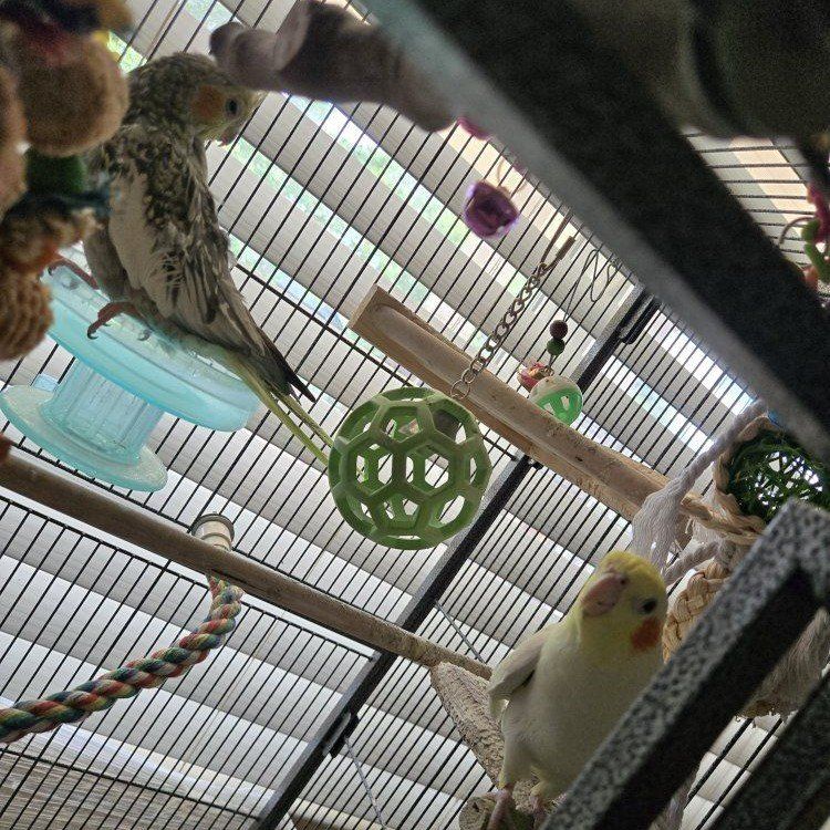 Cockatiels and Cage for Sale
