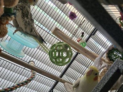 Cockatiels and Cage for Sale