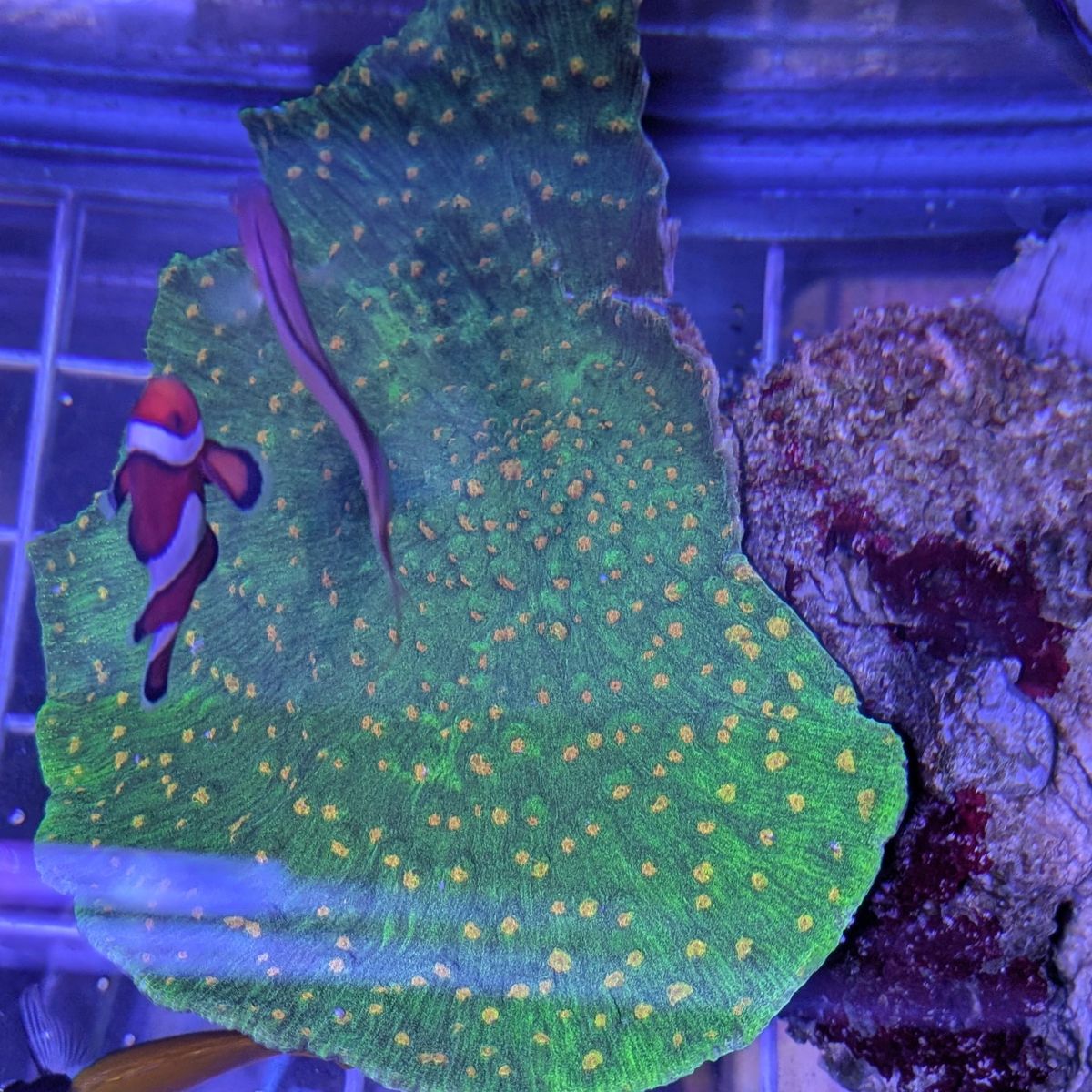 Space invader chalice coral