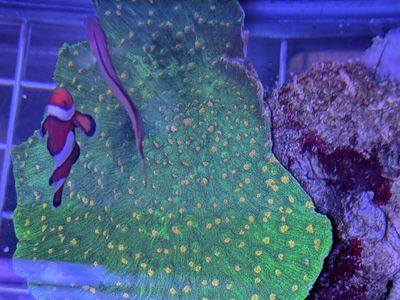 Space invader chalice coral