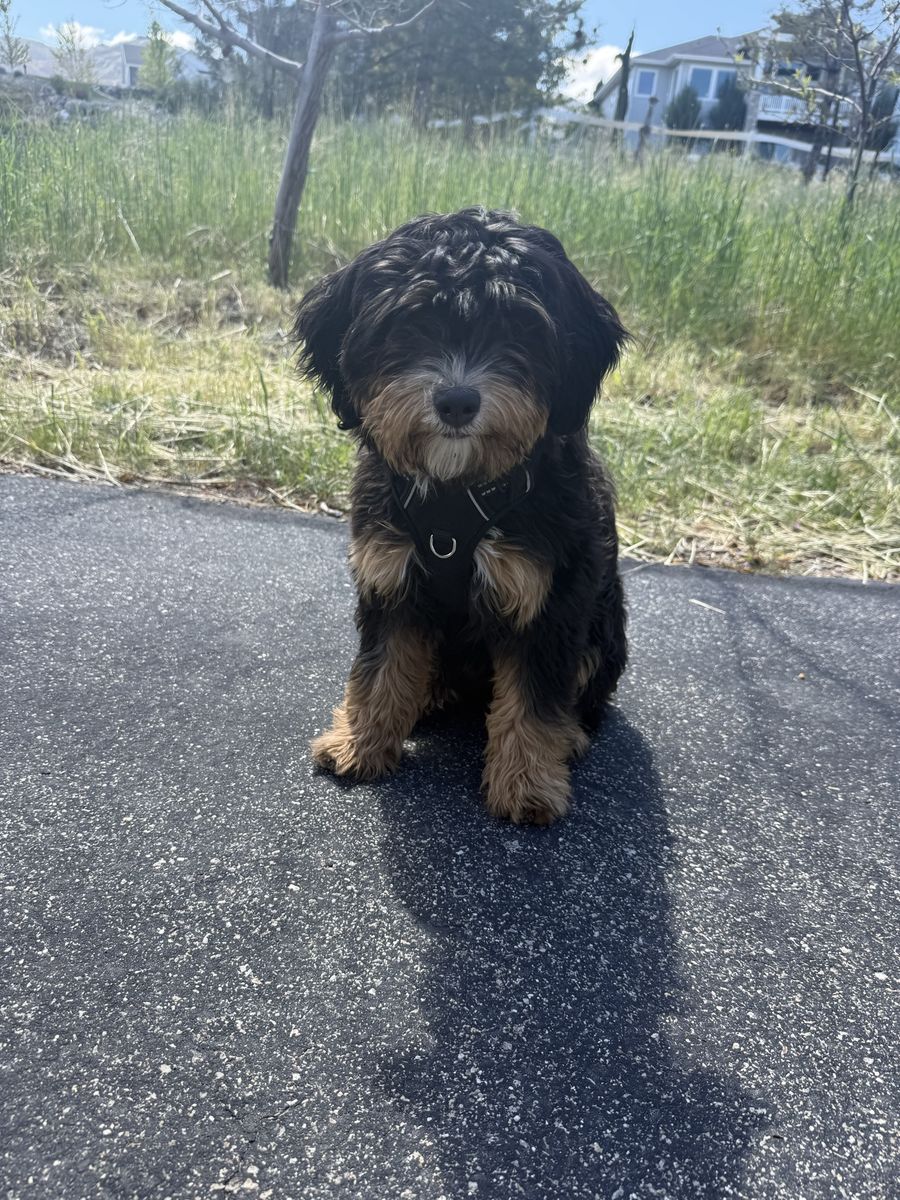 Bernedoodle Puppy
