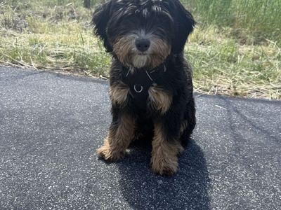 Bernedoodle Puppy
