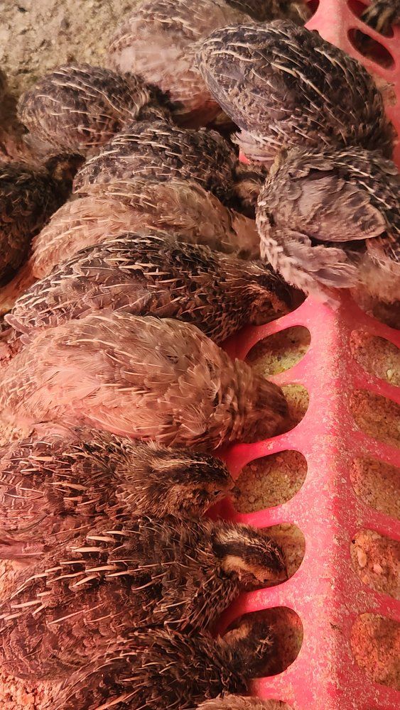 Jumbo Egyptian coturnix quail hens