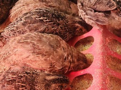 Jumbo Egyptian coturnix quail hens