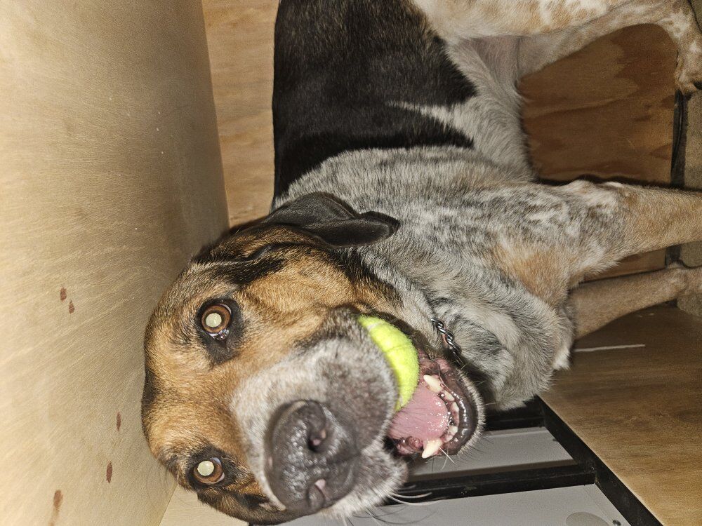 Free Coonhound mix spayed female.