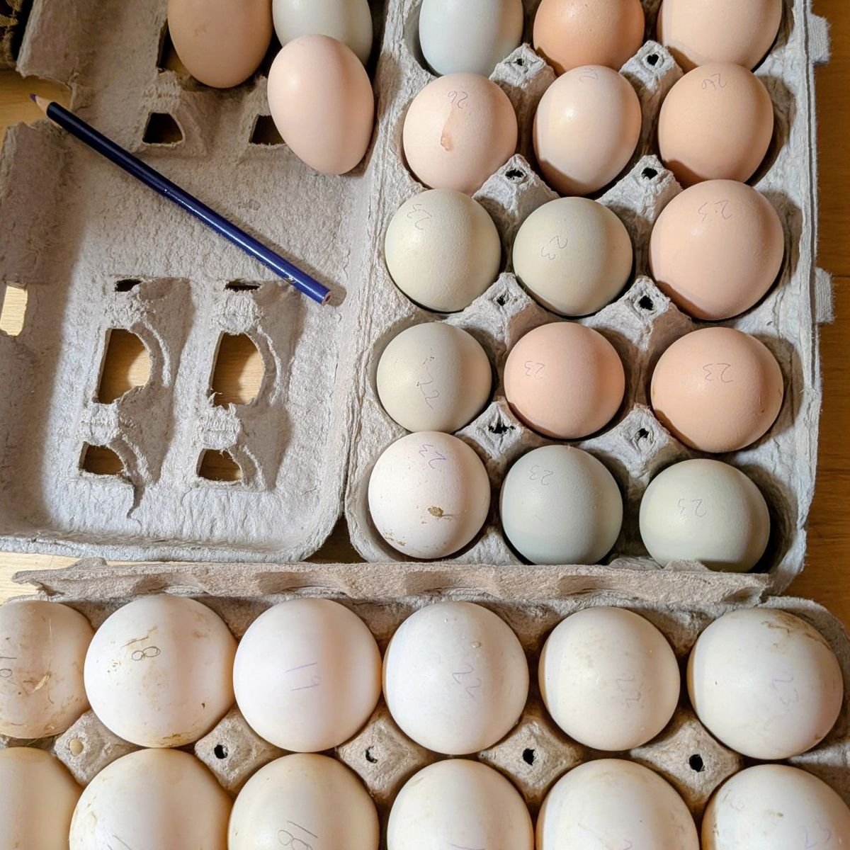 Fresh Eggs