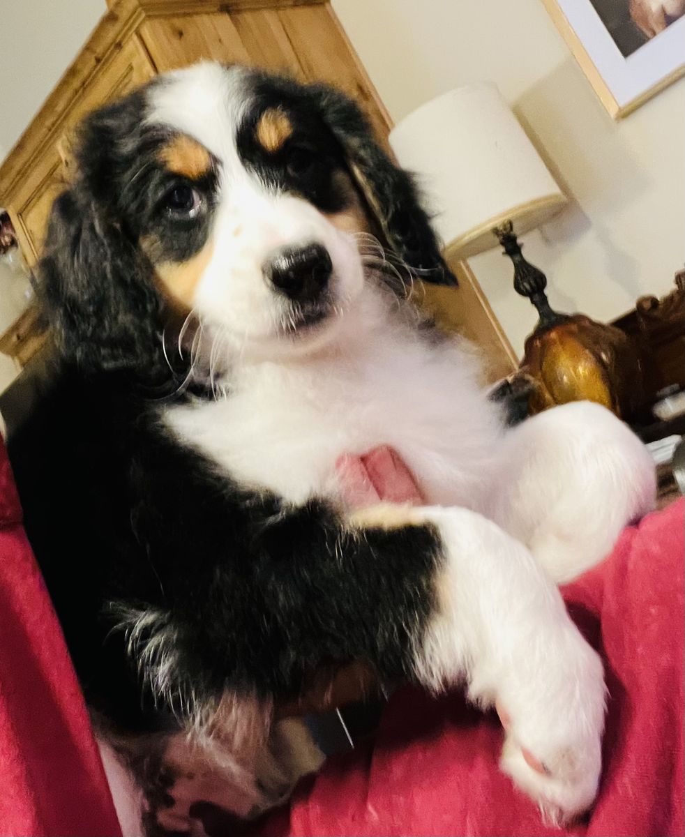Adorable Mini Golden Aussiedoodles - Ready for a Loving Home!