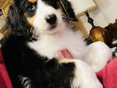 Adorable Mini Golden Aussiedoodles - Ready for a Loving Home!