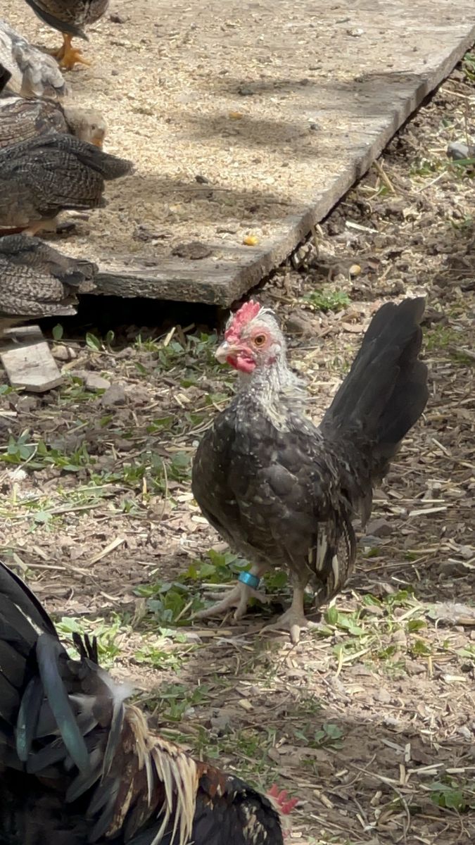 Hermoso beautiful pollo stag