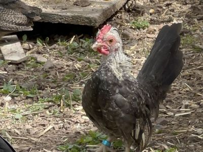 Hermoso beautiful pollo stag